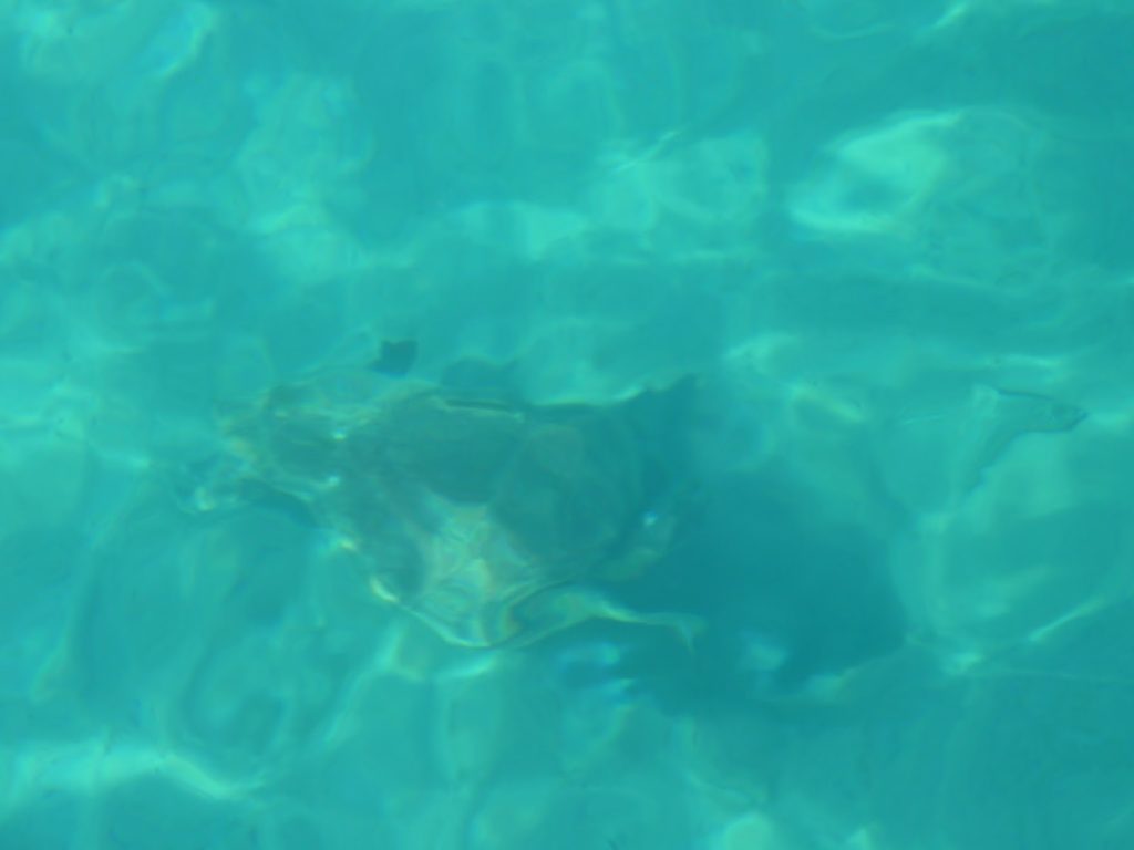 P1020691